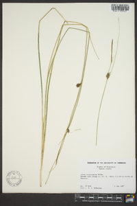 Carex oligosperma image