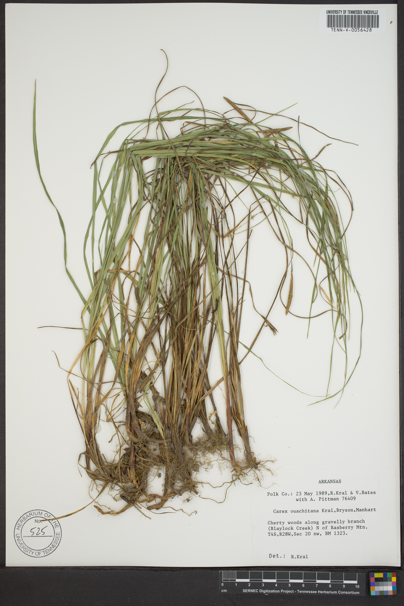 Carex ouachitana image