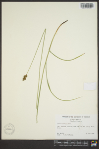 Carex oronensis image