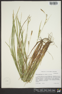 Carex oronensis image