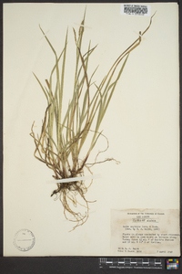 Carex oxylepis image