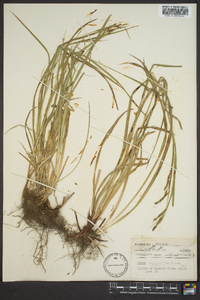 Carex oxylepis image