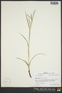 Carex oxylepis image