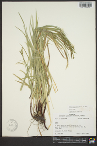 Carex oxylepis image