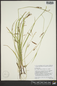 Carex oxylepis image