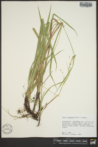 Carex oxylepis image