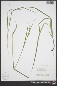 Carex oxylepis image