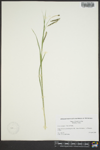 Carex oxylepis image