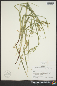Carex oxylepis image