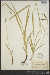 Carex oxylepis image