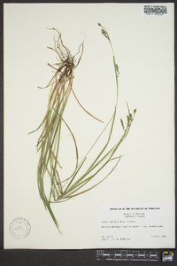 Carex oxylepis image