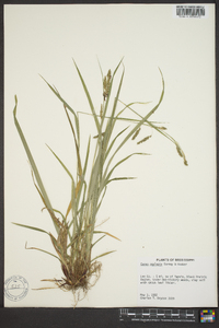 Carex oxylepis image