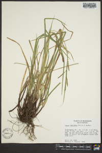 Carex oxylepis image