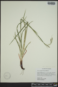 Carex oxylepis var. pubescens image