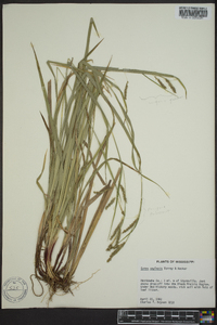 Carex oxylepis var. pubescens image