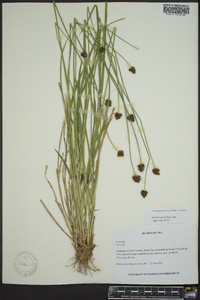 Carex pachystachya image