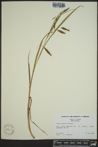 Carex paleacea image