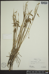 Carex paleacea image