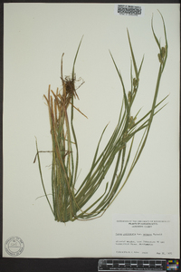 Carex pallescens var. neogaea image