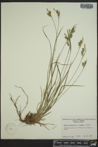 Carex pallescens image