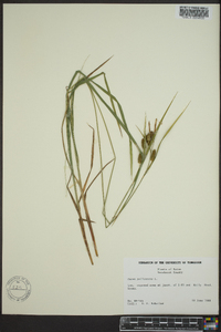 Carex pallescens image