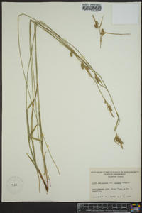 Carex pallescens var. neogaea image