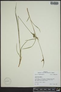 Carex pallescens image