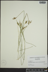 Carex pallescens image