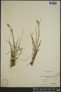 Carex pallescens image