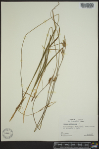 Carex pallescens image