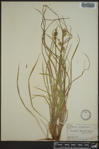 Carex pallescens image