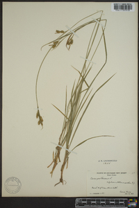 Carex pallescens image