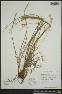 Carex pallescens image