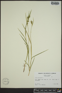 Carex pallescens image