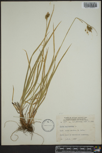 Carex pallescens image