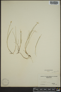 Carex pauciflora image