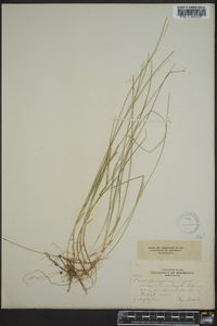 Carex pauciflora image