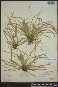 Carex pedunculata image