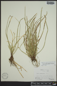 Carex pedunculata image