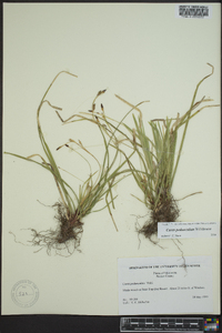 Carex pedunculata image