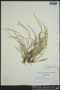 Carex pedunculata image