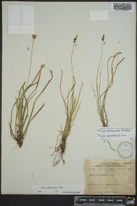 Carex pedunculata image