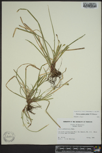 Carex pedunculata image