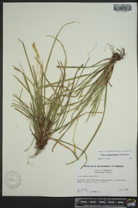 Carex pedunculata image