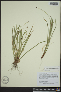 Carex pedunculata image