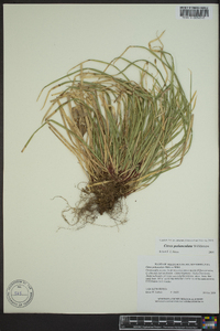 Carex pedunculata image