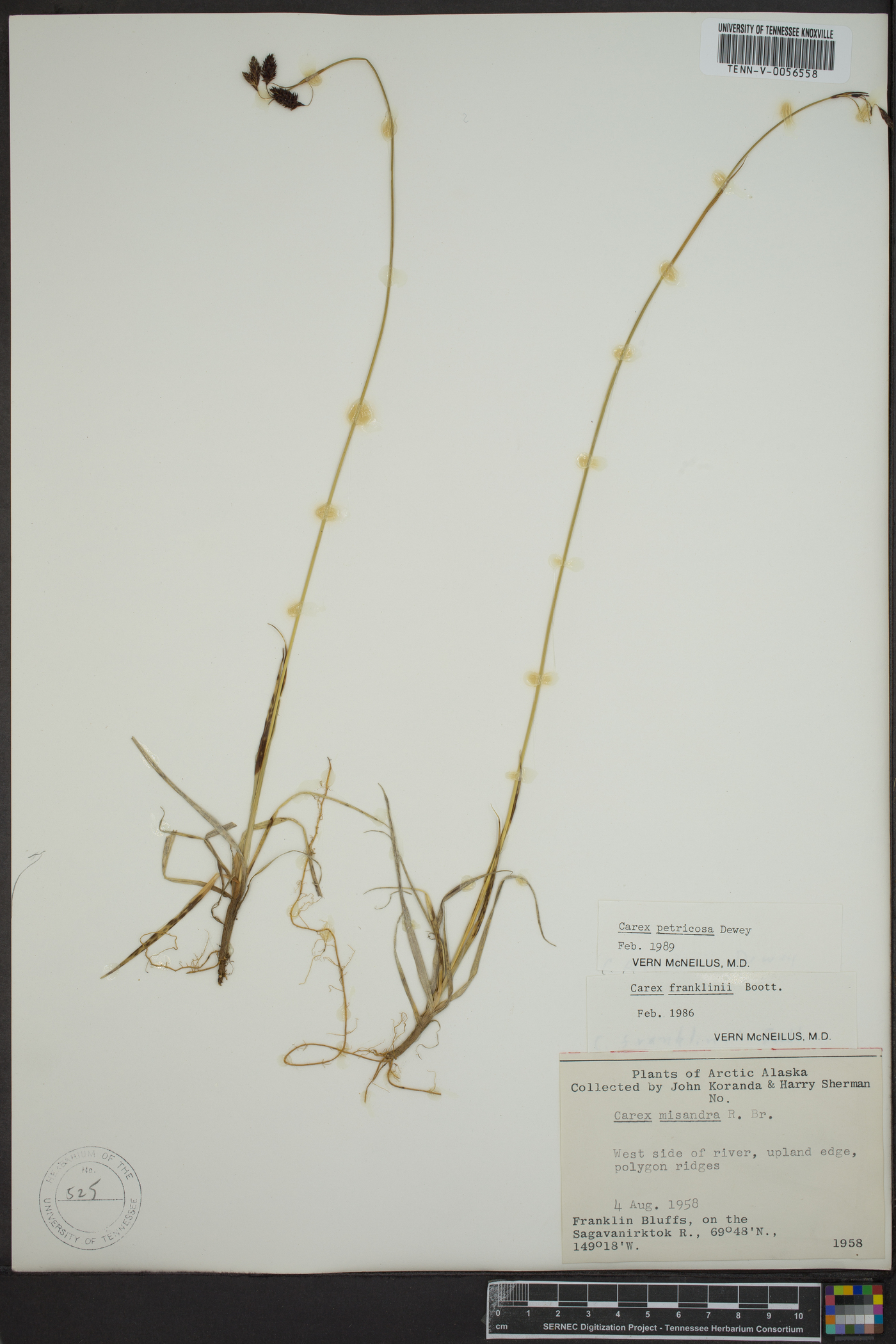 Carex petricosa image