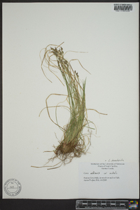 Carex physorhyncha image
