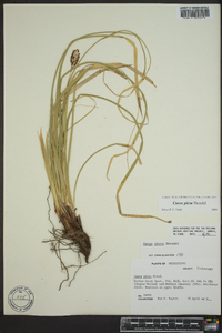 Carex picta image