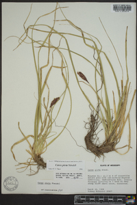 Carex picta image